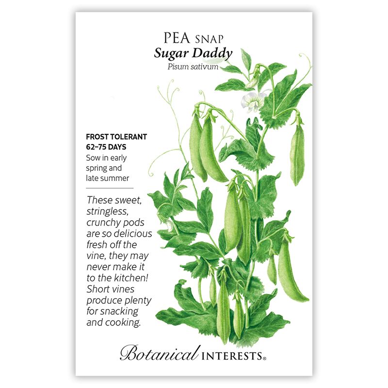 Seed Veg Pea Snap Sugar Daddy - Pisum sativum