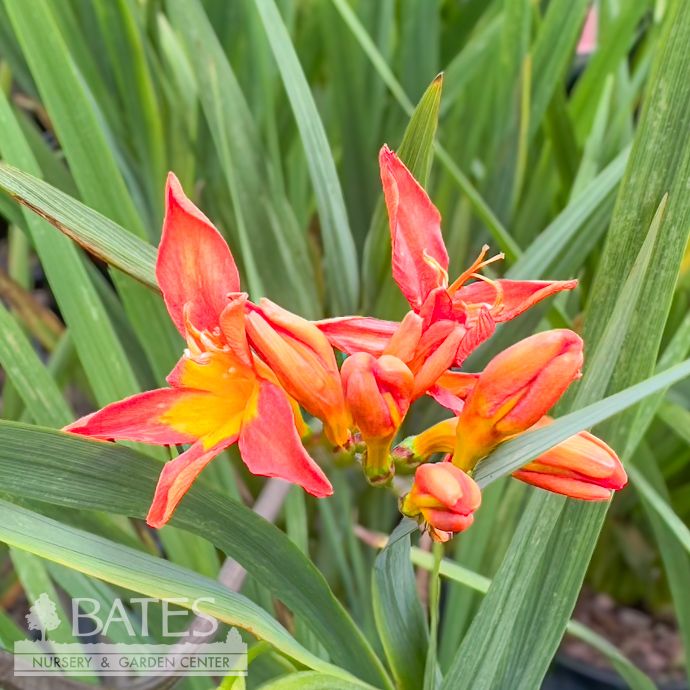 #1 Crocosmia Sharona/ Coral-pink Montbretia