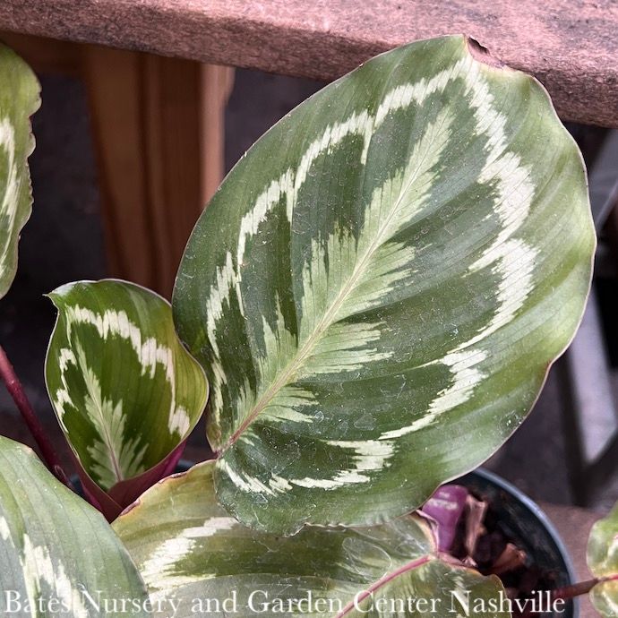 6p! Calathea Medallion /Tropical