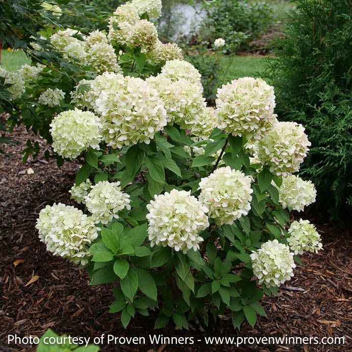 #3 Hydrangea pan PW Powerball/ Panicle White to Pink