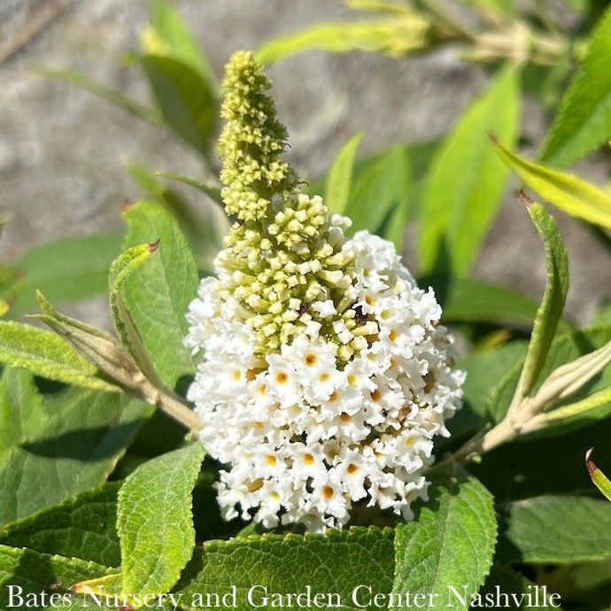 #2 Buddleia dav Dapper &#39;White&#39;/ Butterfly Bush