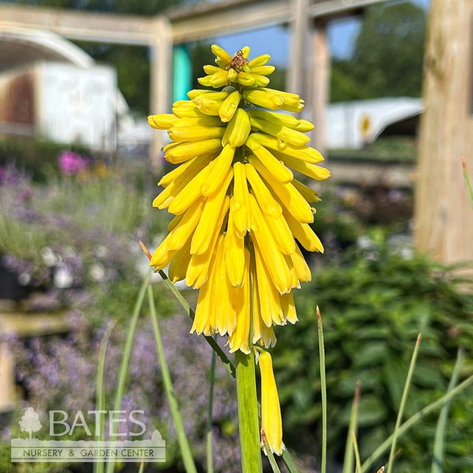 #1 Kniphofia Lady Luck/ Red Hot Poker