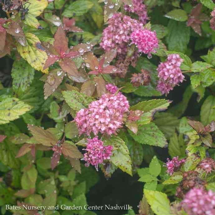 #1 Spiraea japon Magic Carpet/ Gold Foliage, Pink Flowers