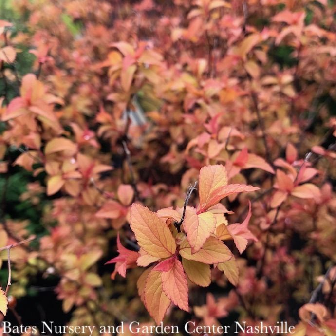 #1 Spiraea japon Magic Carpet/ Gold Foliage, Pink Flowers