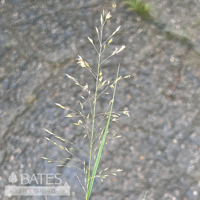 #1 Grass Sporobolus heterolepis/ Prairie Dropseed Native (TN)