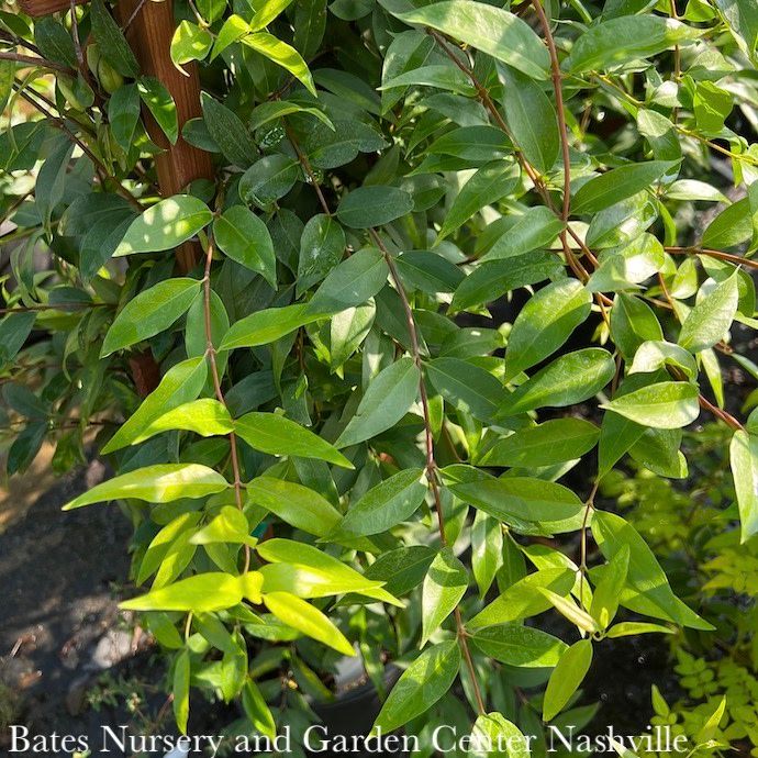 #3 Gelsemium sempervirens/ Carolina Jessamine, Jasmine Native (TN)