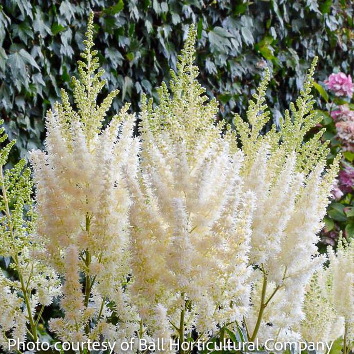 #1 Astilbe chin Lowlands White