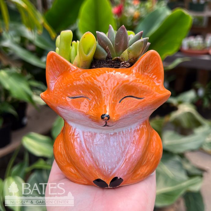 4.5P Stoneware Fox Planter w/ Succulents