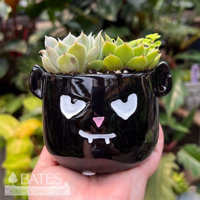 3.5P Vampy Planter w/ Succulents