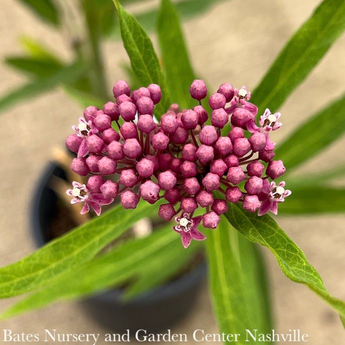 QP Asclepias inc Cinderella/ Pink Swamp Milkweed Native (TN)