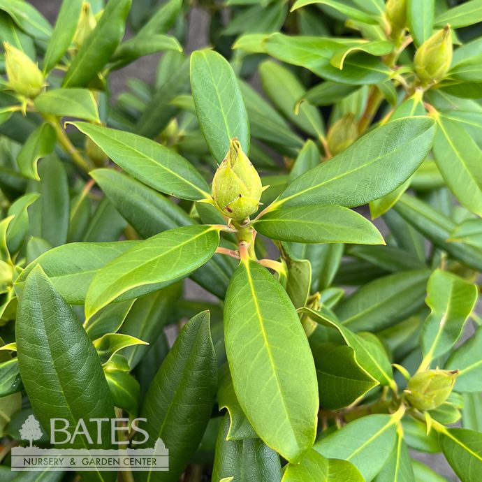 #5 Rhododendron maximum Roseum/ Pink Rosebay Native (TN) - No Warranty