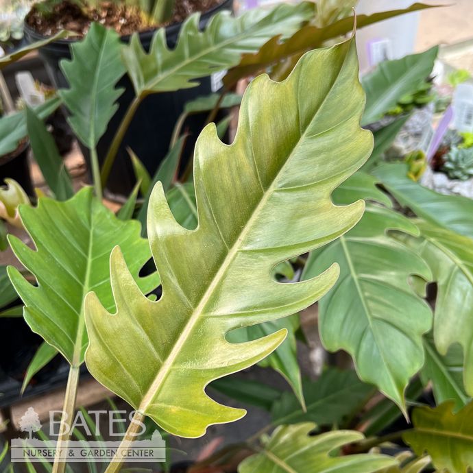 4p! Philodendron Choco Empress/ Tropical