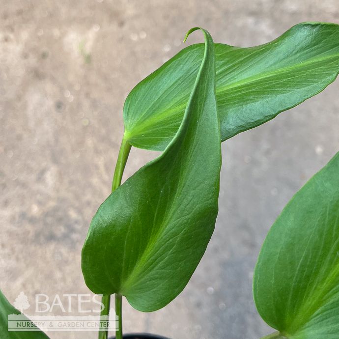 6p! Monstera Burle Marx Flame/ Tropical