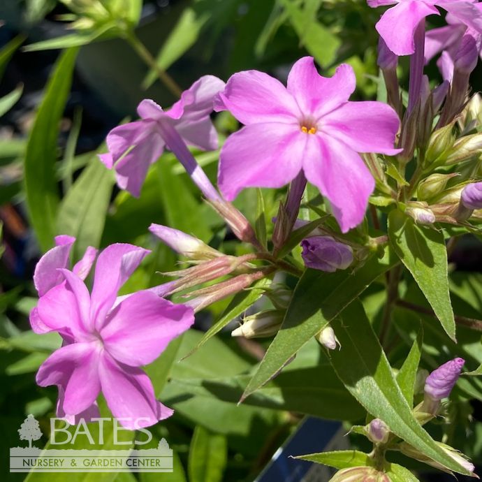 #1 Phlox carolina Kim/ Bright Pink Native (TN)