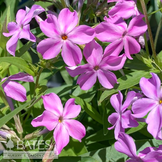 QP Phlox carolina Kim/ Bright Pink Native (TN)