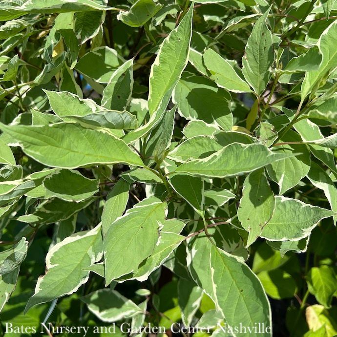 #2 Cornus alba Elegantissima/ Variegated Tatarian Red Twig Dogwood