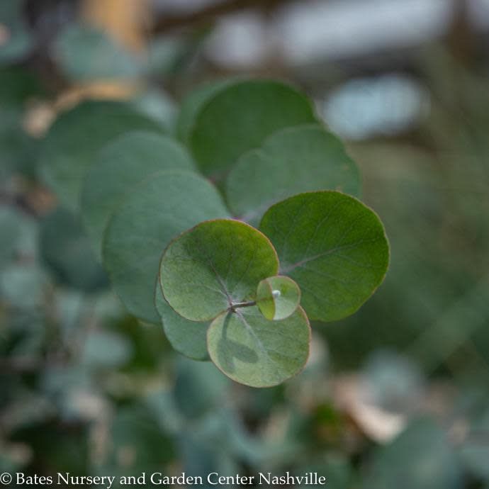Tropical #5 Eucalyptus cinerea/ Silver Dollar Bush - No Warranty