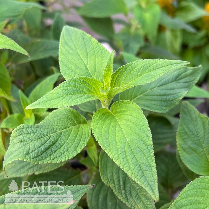 Tropical #1 Salvia elegans/ Pineapple Sage - No Warranty