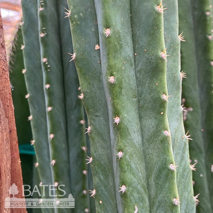 17p/15g! Cactus San Pedro /Echinopsis (Trichocereus) pachanoi /Tropical