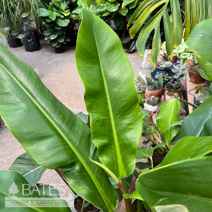 10p! Philodendron Riuzii /Tropical