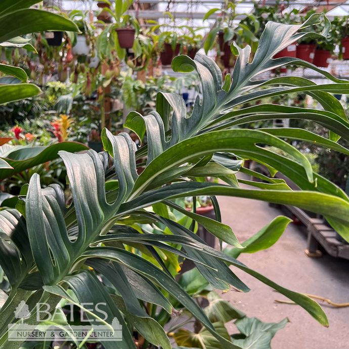 12p! Philodendron/ Monstera pinnatipartita/ Tropical