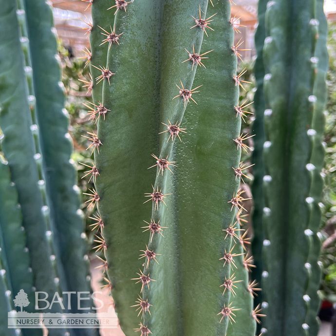 10p! Cactus Cereus peruvianus Swirl  /Tropical