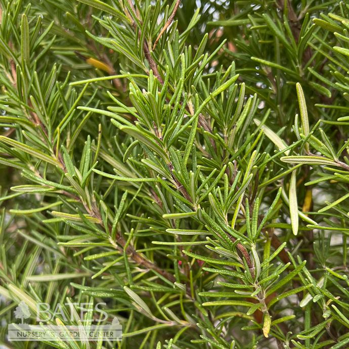 #1 Rosmarinus off Salem/ Rosemary - No Warranty