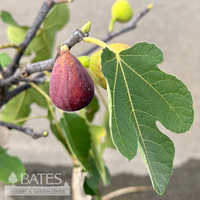 Edible #3 Ficus carica Ischia/ Fig - No Warranty