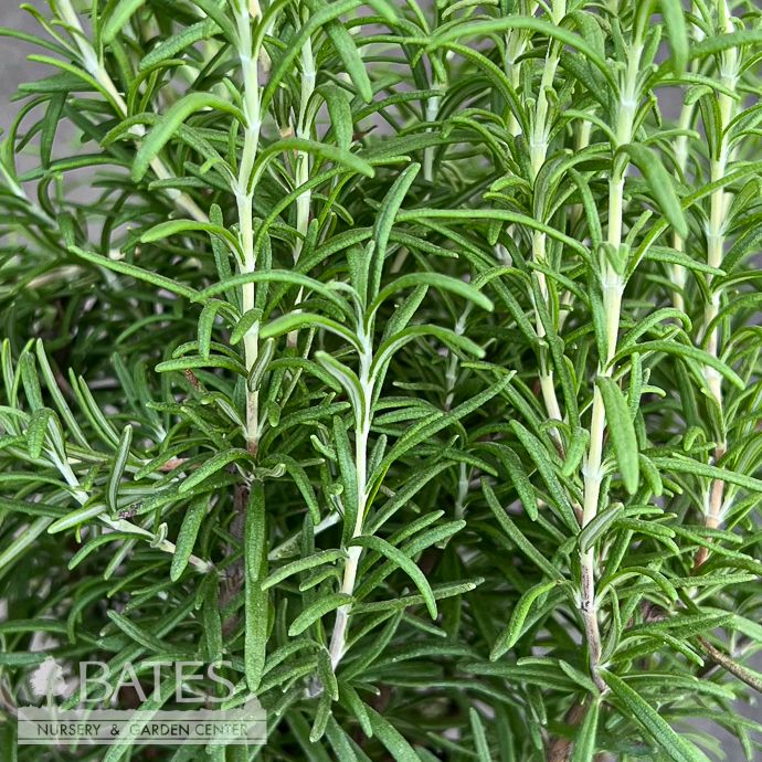 #1 Rosmarinus Blue Spires/ Rosemary - No Warranty