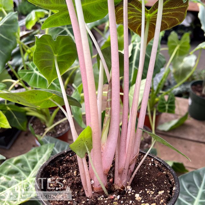 6p! Alocasia Morocco Pink Dragon /Tropical