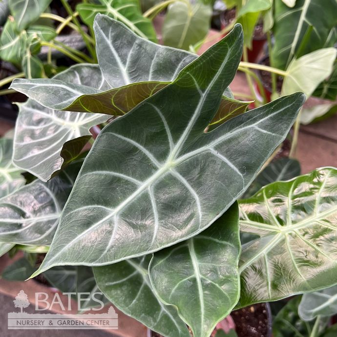 6p! Alocasia Morocco Pink Dragon /Tropical