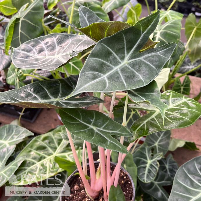 6p! Alocasia Morocco Pink Dragon /Tropical