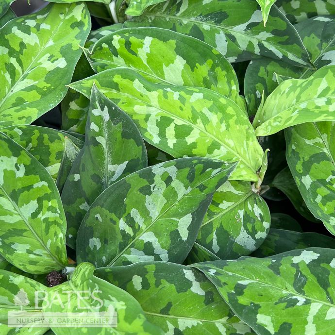 4p! Aglaonema Pictum Tricolor Camouflage /Chinese Evergreen /Tropical