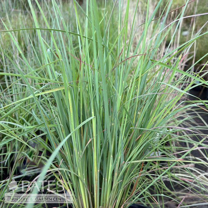 #1 Grass Schizachyrium scop Blaze/ Little Bluestem Native (TN)
