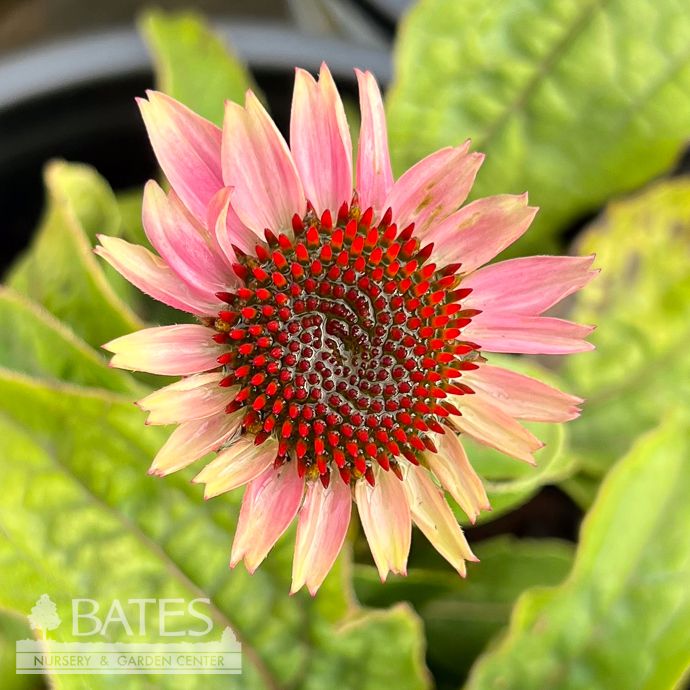 #1 Echinacea pur Prairie Blaze &#39;Vintage Lime&#39;/ Coneflower Native (TN)