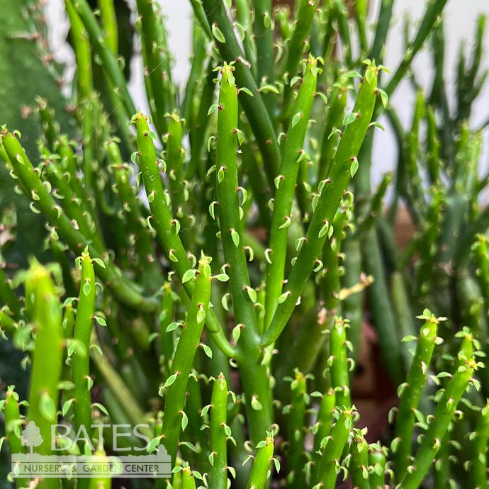6p! Cactus Euphorbia Leucodendron /Cat Tails /Tropical