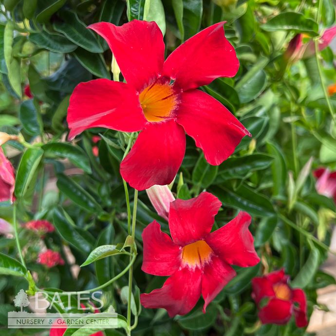 Tropical #2 Mandevilla Sundenia 'Crimson'/ Compact Red - No Warranty