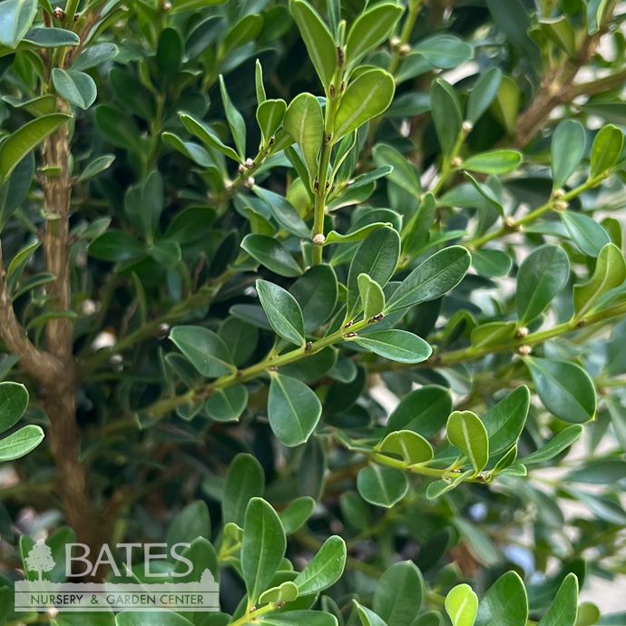 #3 Buxus x Better Boxwood &#39;Skylight&#39;/ Compact Columnar