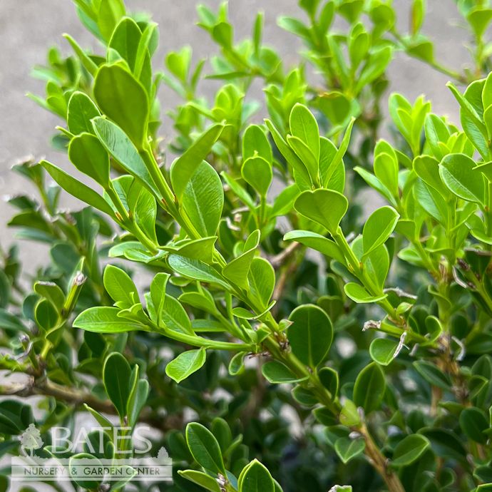 #3 Buxus x Better Boxwood &#39;Renaissance&#39;/ Compact Dwarf