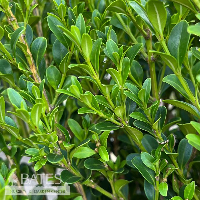 #3 Buxus Betterboxwood Heritage/Boxwood