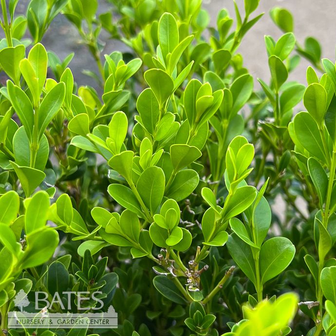 #3 Buxus Betterboxwood Heritage/Boxwood