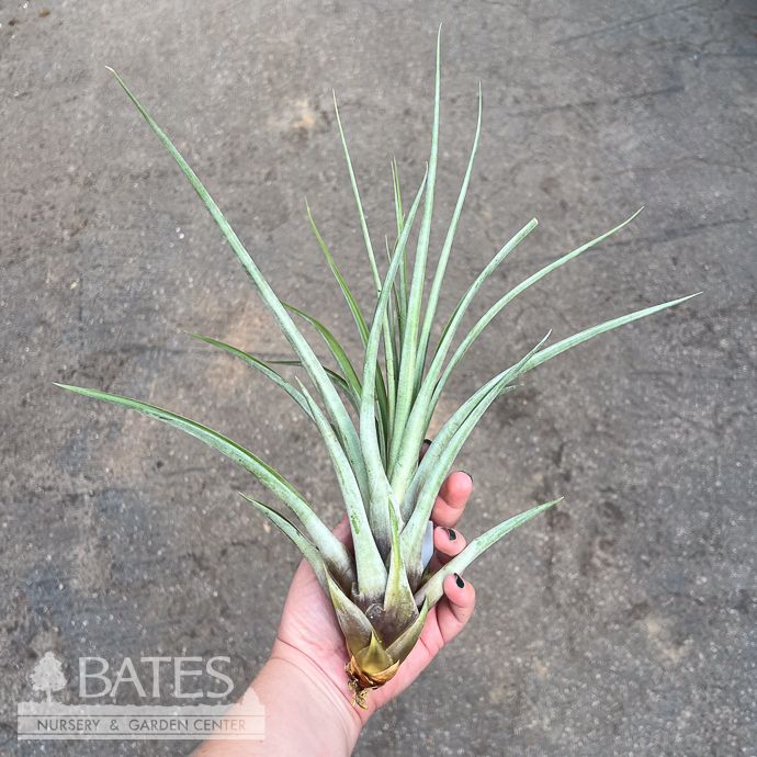 Tillandsia / Air Plant Fasc. Tropiflora 5-7&quot; each