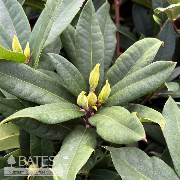 #5 Rhododendron x Trilby/ Red  - No Warranty