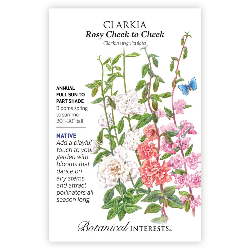 Seed Flwr Clarkia Rosy Cheek to Cheek - Clarkia unguiculata