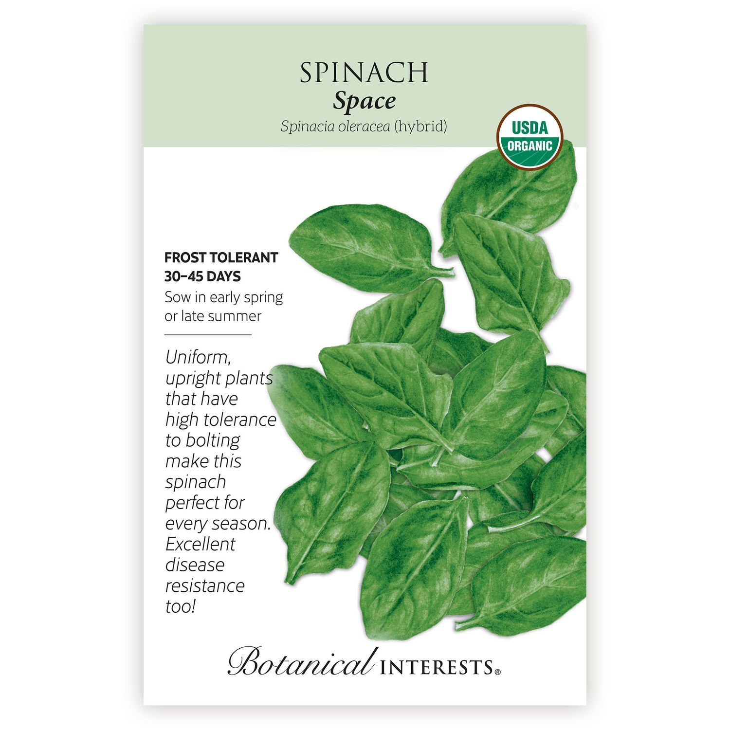 Seed Veg Spinach Space Organic - Spinacia oleracea (hybrid)