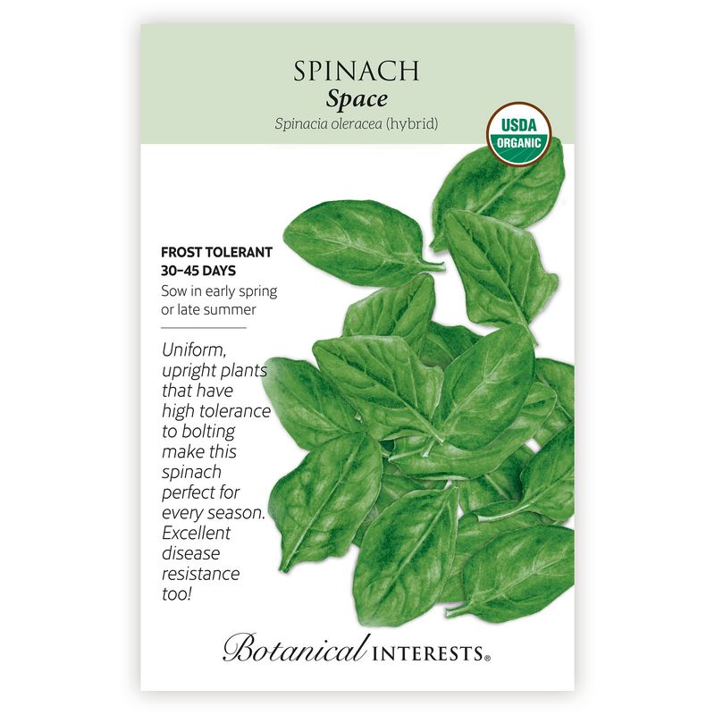Seed Veg Spinach Space Organic - Spinacia oleracea (hybrid)