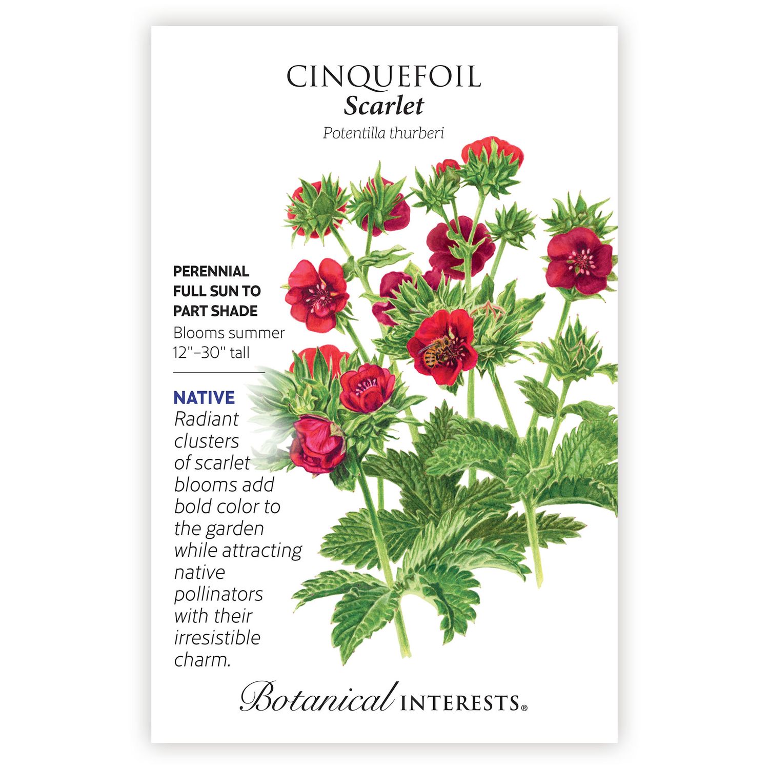 Seed Flwr Cinquefoil Scarlet - Potentilla thurberi