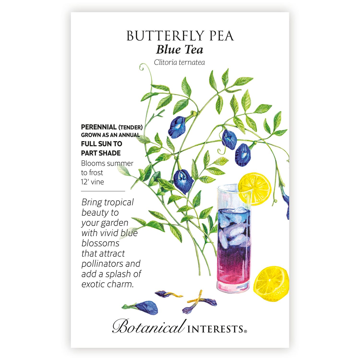 Seed Flwr Butterfly Pea Blue Tea - Clitoria ternatea