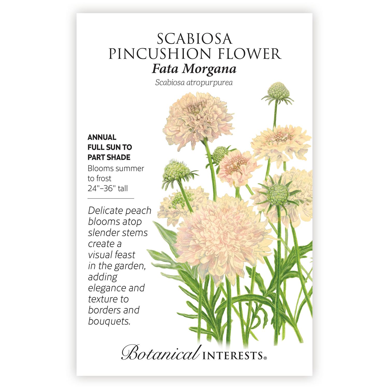 Seed Flwr Scabiosa Fata Morgana - Scabiosa atropurpurea
