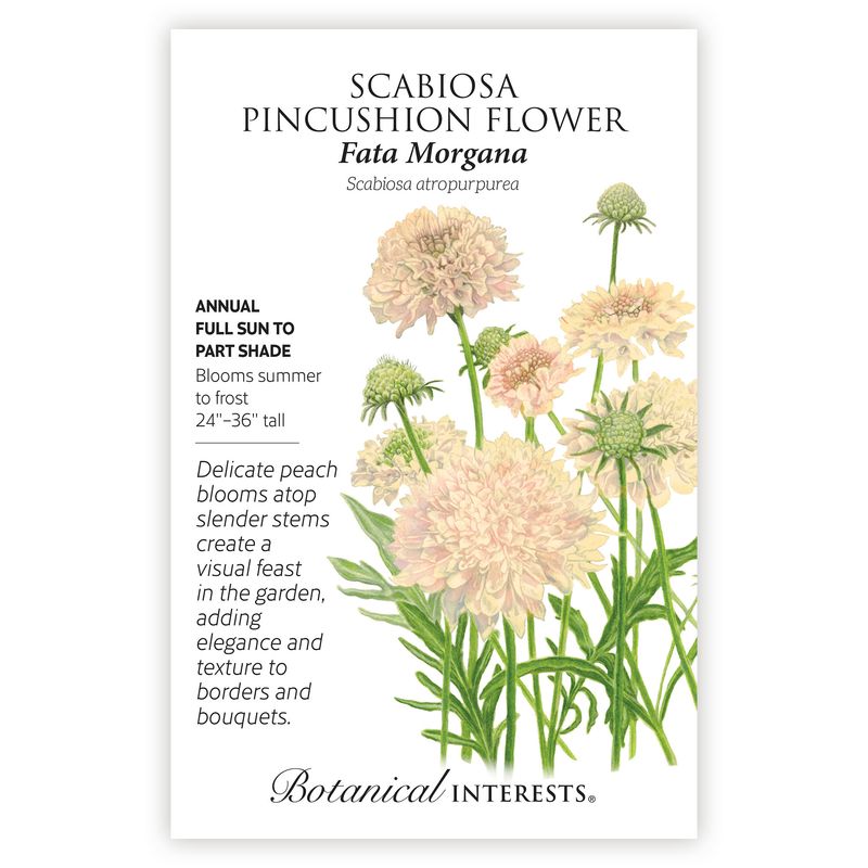 Seed Flwr Scabiosa Fata Morgana - Scabiosa atropurpurea